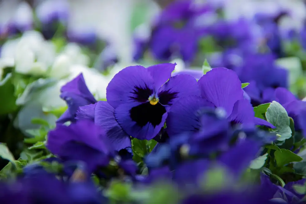 fleurs pensée
