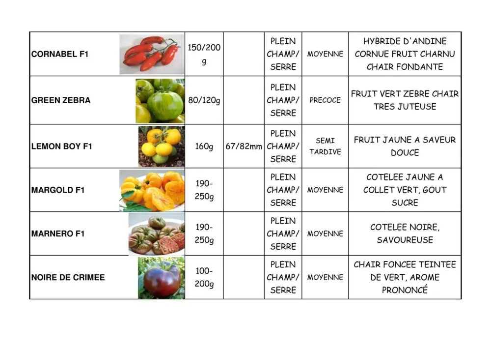 variété de tomate