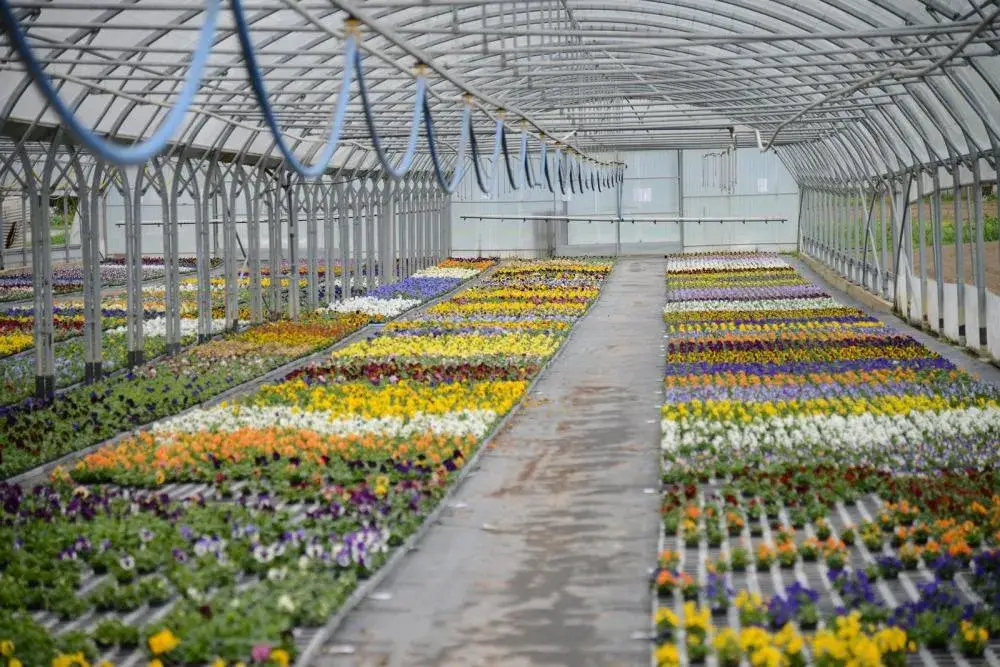 Horticulture Michaëlis - produits