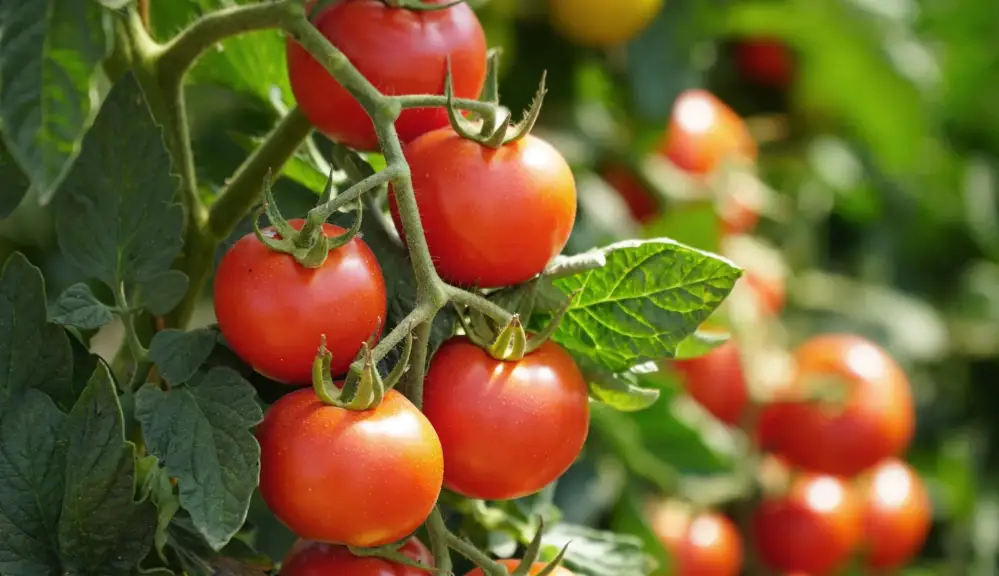 Plants de tomate