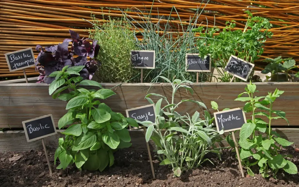 Plantes aromatiques près de Vigny