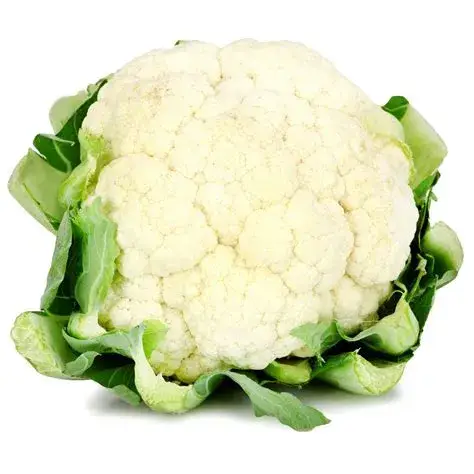 Plant de choux