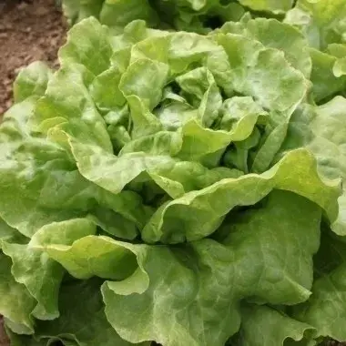 Plants de salade