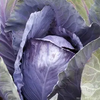 Plant de choux