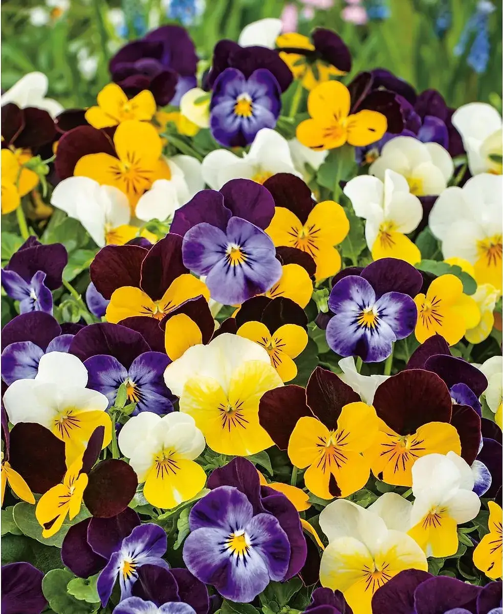 viola cornuta