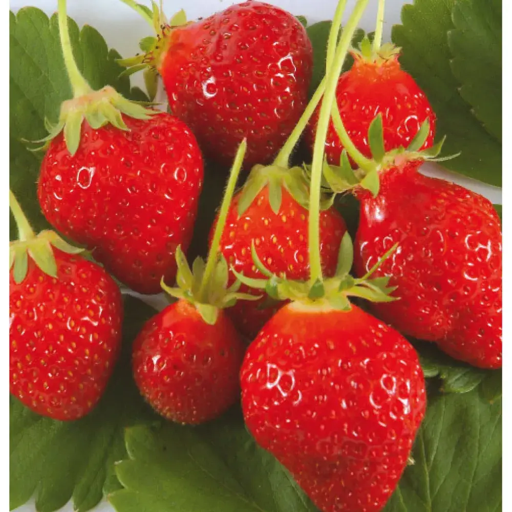 FRAISIER CIRAFINE