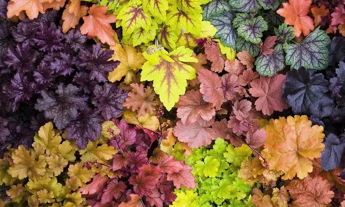 Plantes vivaces